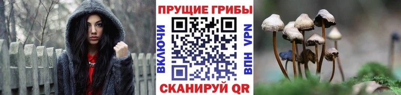 Галлюциногенные грибы GOLDEN TEACHER  Шенкурск 